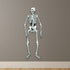 files/880574c7-2333-47fe-8b7c-e92cd0a2b2cbdec01186ea_skeleton_jointed_cutout_wall.jpg